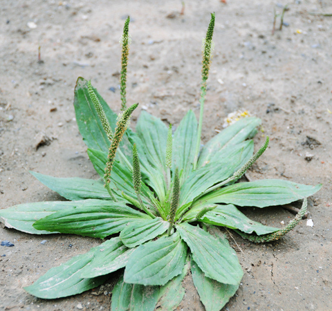 車前草的作用是什么 對(duì)心血管系統(tǒng)有療效