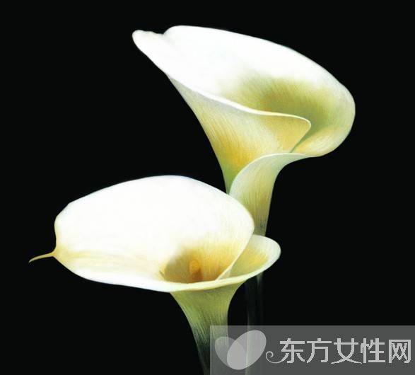 馬蹄蓮有毒嗎 馬蹄蓮能放在臥室養(yǎng)嗎