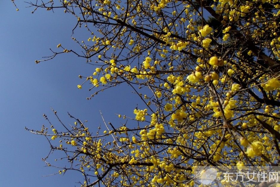 臘梅花怎么養(yǎng) 2要點教你如何病蟲防治