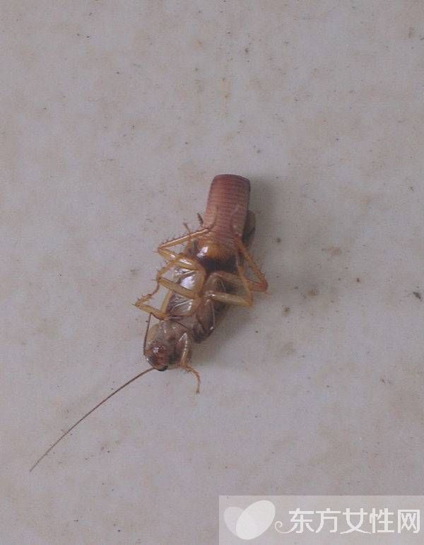蟑螂怎么消滅 驅(qū)蟑螂妙法三招