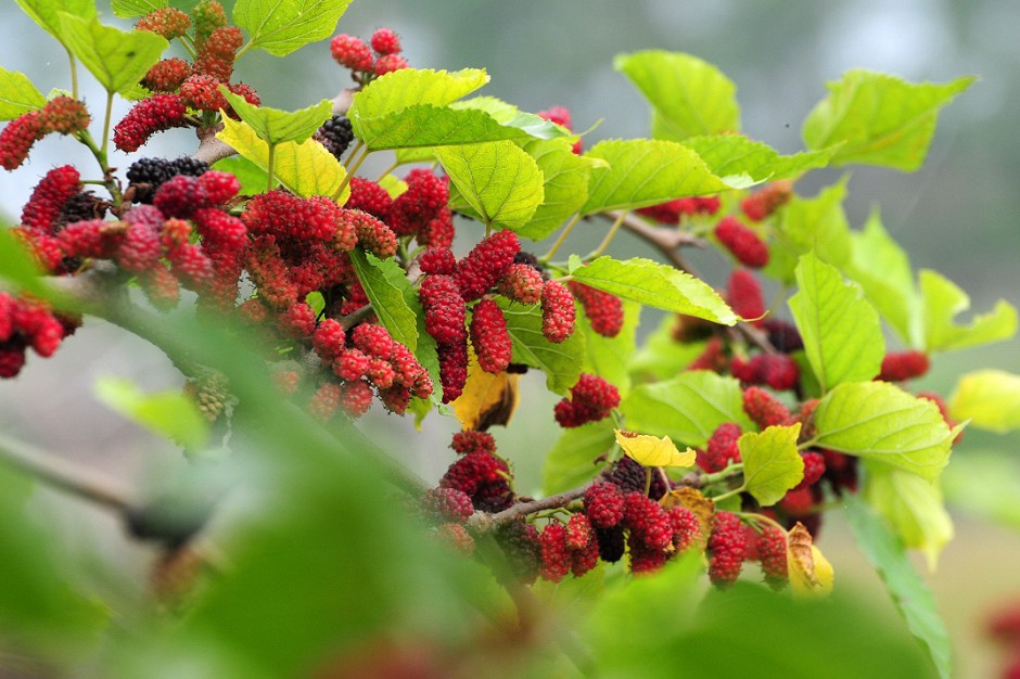 桑葚怎么洗 桑葚的功效與作用有哪些
