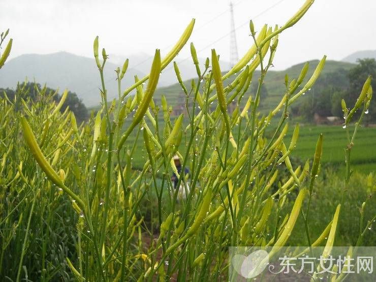 新鮮黃花菜的做法 鮮黃花菜的烹飪小技巧