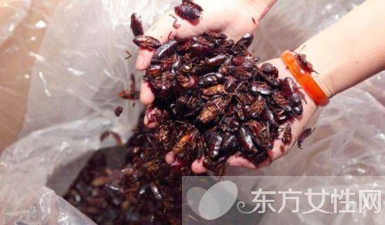 蟑螂怎么消滅 驅(qū)蟑螂妙法三招