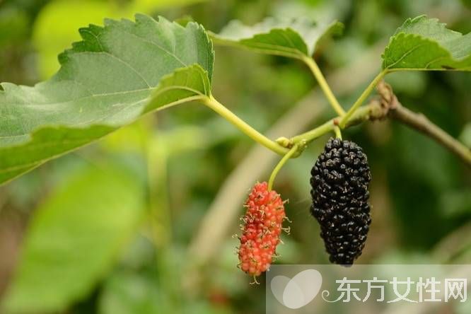 桑葚怎么洗 桑葚的功效與作用有哪些