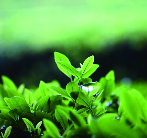 提神抗衰老 細數6大綠茶功效