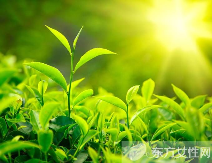 怎么保存茶葉 5大家庭保存方法