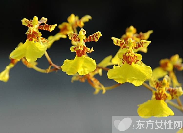 一年四季都盛開的花是什么花 它們的話語是什么