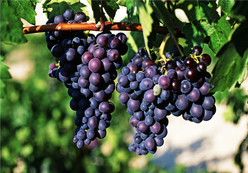 提子的營養(yǎng)價值有哪些 多吃提子有什么好處