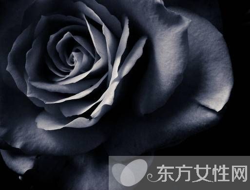 黑玫瑰的花語和傳說 黑玫瑰的養(yǎng)殖方法介紹