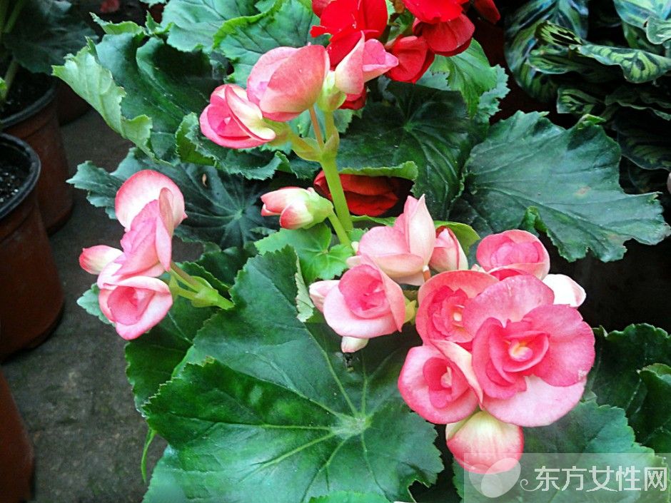 海棠花花語(yǔ)是什么 為什么海棠花沒(méi)有香味呢