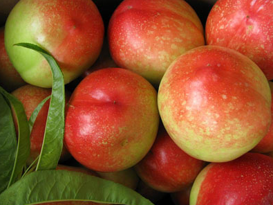 油桃的功效與作用是什么呢 有哪些營養(yǎng)價值