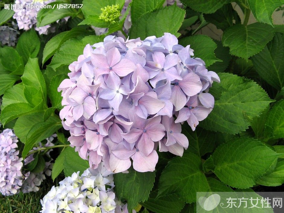 繡球花花語是什么 繡球花的養(yǎng)殖方法和注意事項