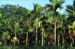 檳榔吃多了會(huì)怎么樣 檳榔的危害詳細(xì)介紹