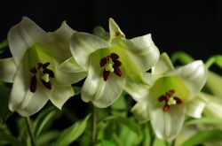 香水百合花語及傳說大全  香水百合應該怎么養(yǎng)