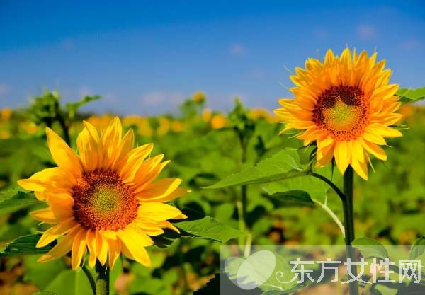 向日葵的花語代表什么 向日葵的三大傳說你了解嗎