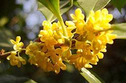 中國(guó)十大名花分別是什么 分別代表著什么象征