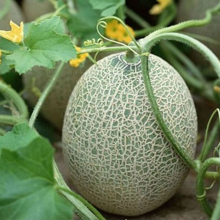 吃哈密瓜上火嗎 詳說哈密瓜的三大功效