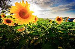 向日葵的花語代表什么 向日葵的三大傳說你了解嗎