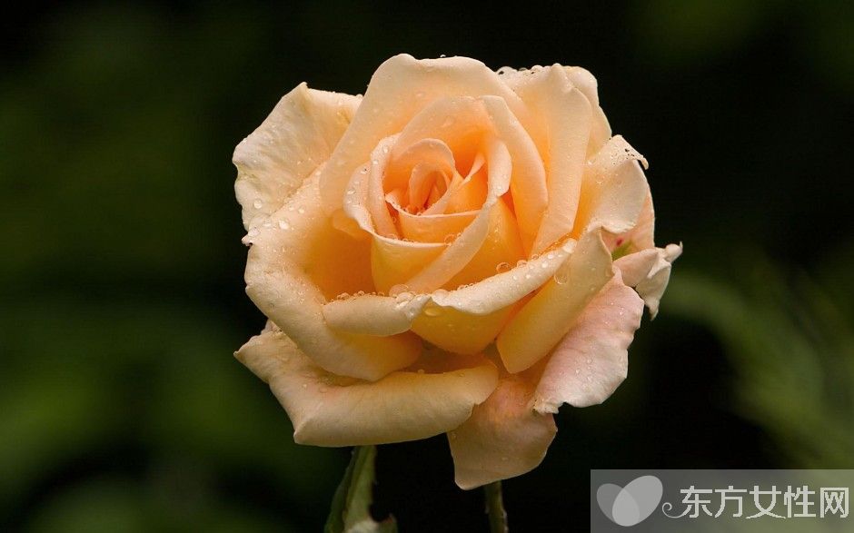 玫瑰的花語(yǔ)是什么  揭各種顏色數(shù)量玫瑰所蘊(yùn)含的花語(yǔ)