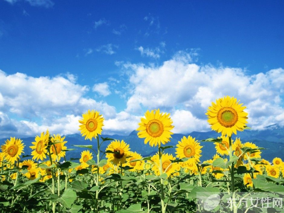 向日葵的花語代表什么 向日葵的三大傳說你了解嗎