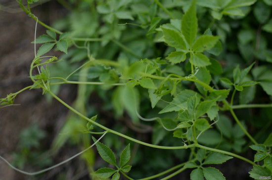 絞股藍的副作用 絞股藍泡水喝的禁忌