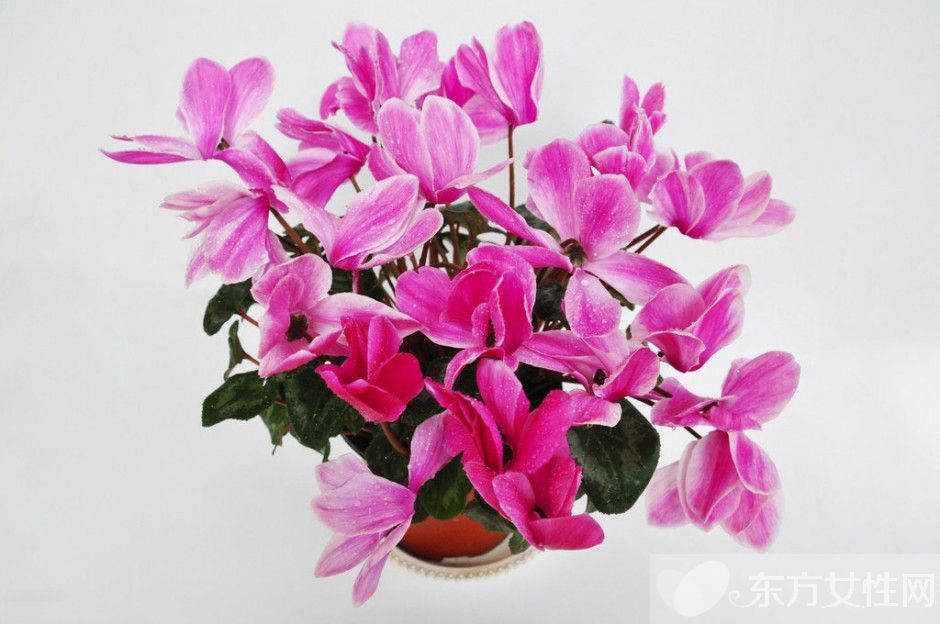 仙客來花語是什么 仙客來的養(yǎng)殖方法以及注意事項