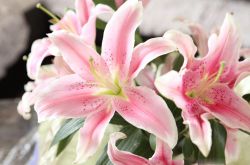 香水百合花語(yǔ)是什么 美麗的香水百合居然有毒