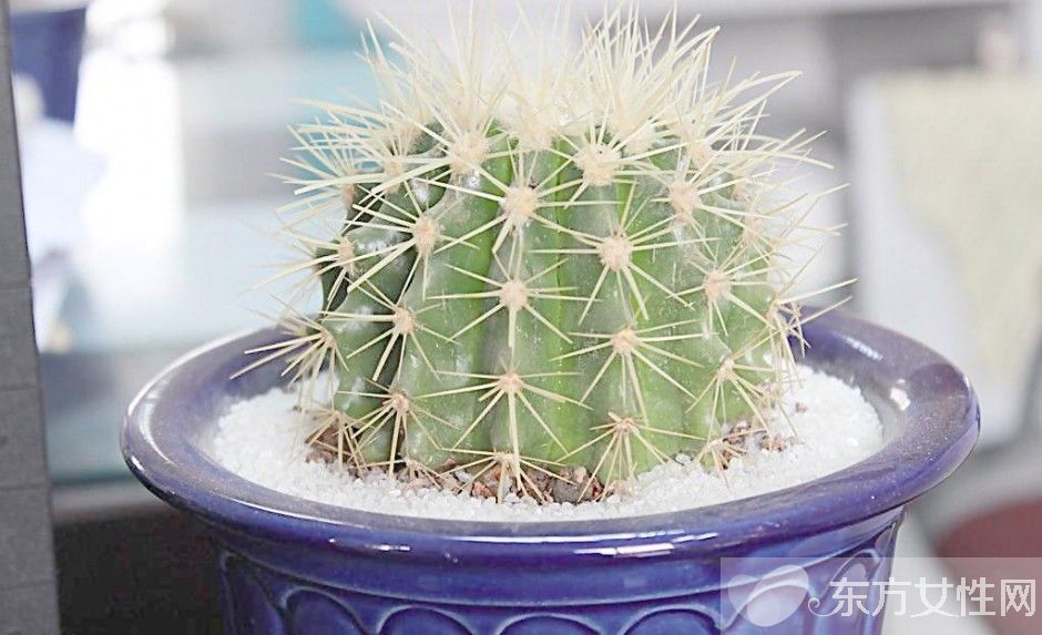 仙人球的花語是什么 養(yǎng)仙人球的風(fēng)水要求你了解嗎