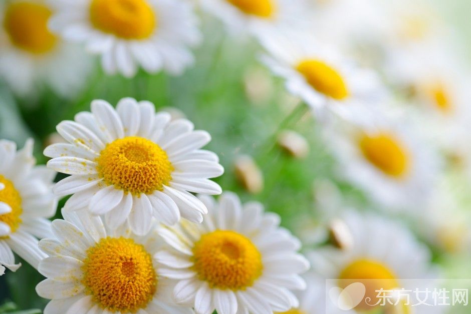 世界各國的國花是什么 十國的國花代表