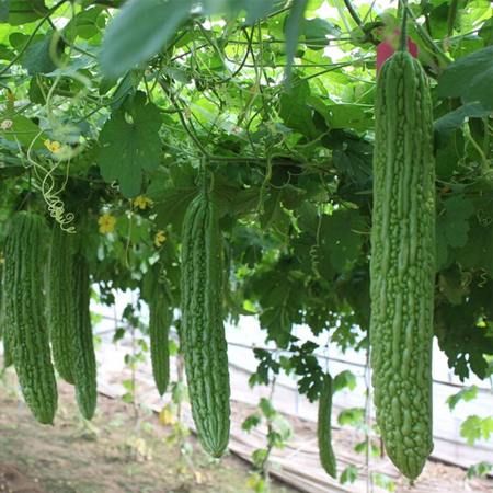 生吃苦瓜好嗎 生吃苦瓜要注意什么