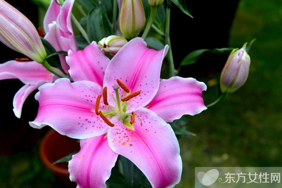 香水百合花語及傳說大全  香水百合應該怎么養(yǎng)