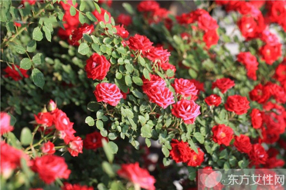 野薔薇花語以及背后的故事 野薔薇的品種介紹