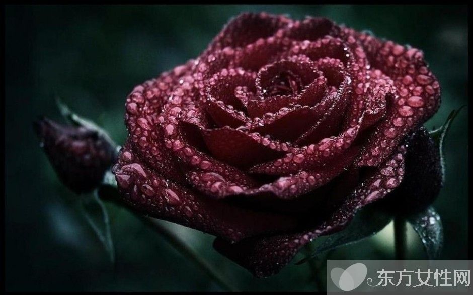 黑玫瑰的花語和傳說 黑玫瑰的養(yǎng)殖方法介紹