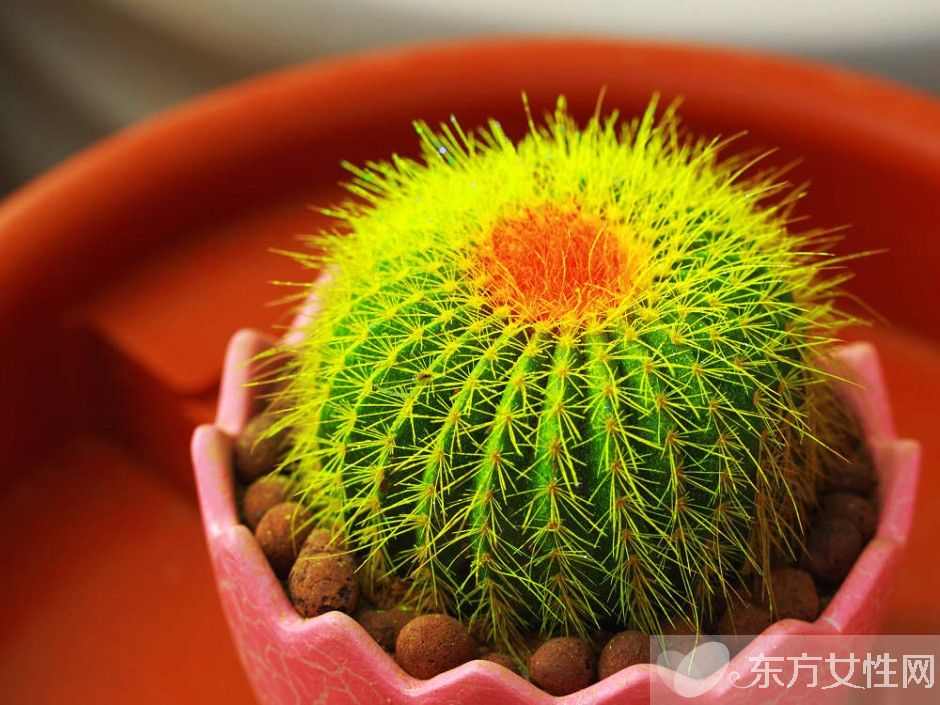 仙人球的花語是什么 養(yǎng)仙人球的風(fēng)水要求你了解嗎