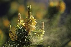 松花粉的作用有哪些 松花粉12個功效介紹