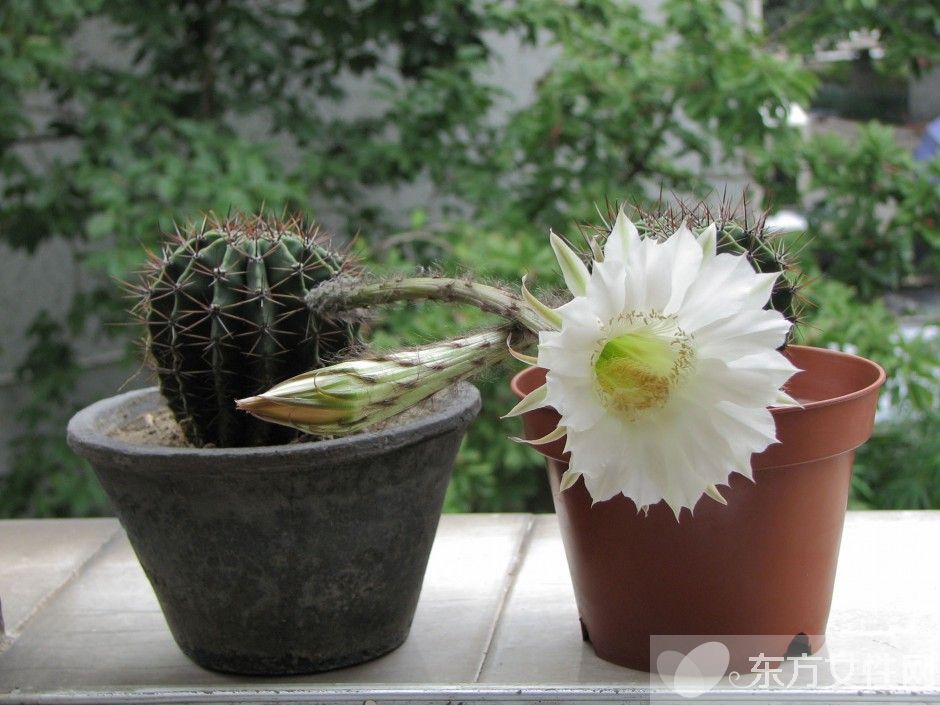 仙人球的花語是什么 養(yǎng)仙人球的風(fēng)水要求你了解嗎