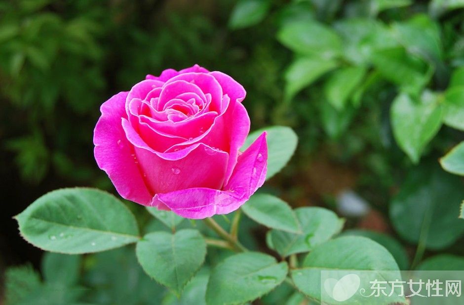 月季的花語是什么 月季花的唯美故事你一定要看