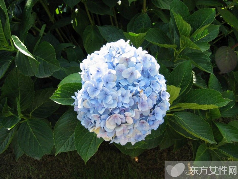 繡球花花語是什么 繡球花的養(yǎng)殖方法和注意事項