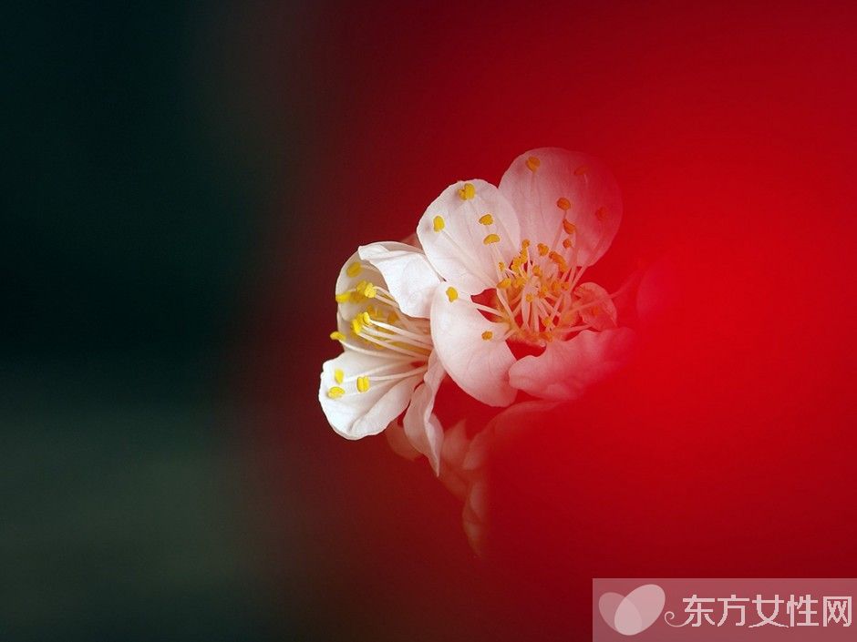 世界各國的國花是什么 十國的國花代表