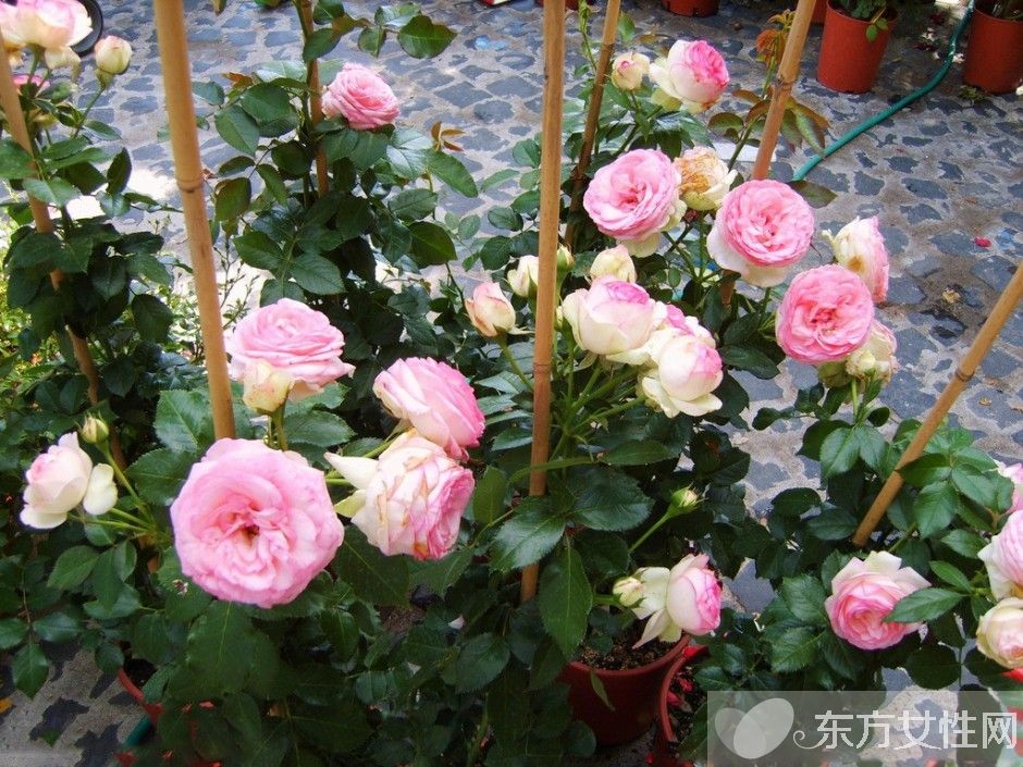 月季的花語是什么 月季花的唯美故事你一定要看