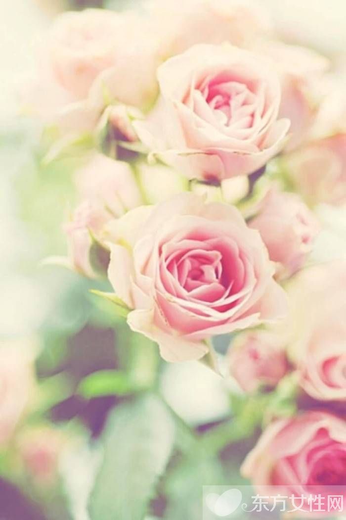 英國國花是什么 玫瑰花代表的寓意