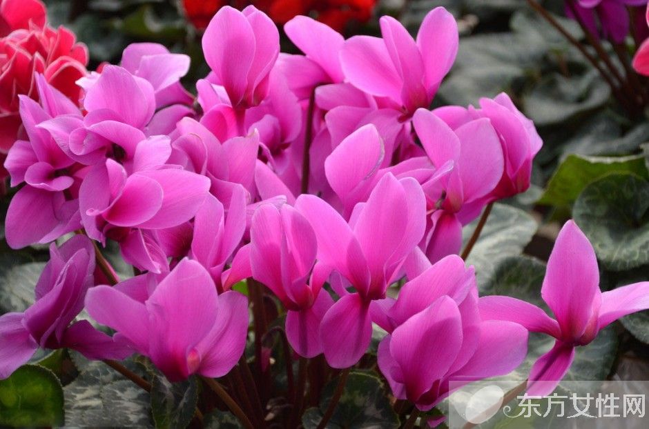 仙客來花語是什么 仙客來的養(yǎng)殖方法以及注意事項