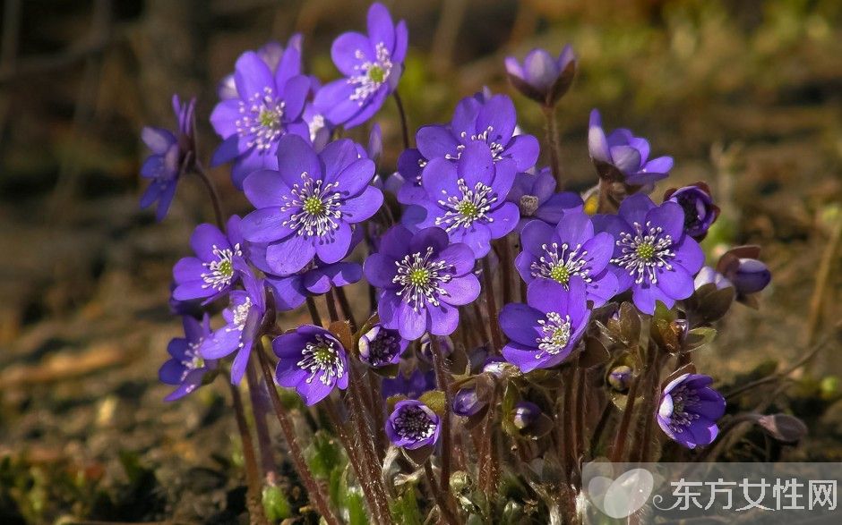 紫羅蘭花語是什么 為什么說紫羅蘭是最神秘的花
