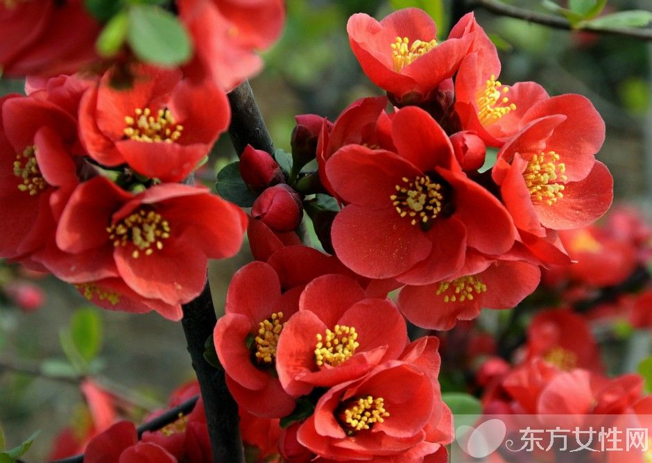 海棠花花語(yǔ)是什么 為什么海棠花沒(méi)有香味呢