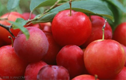 李子吃多了會(huì)怎么樣 李子一次吃多少合適