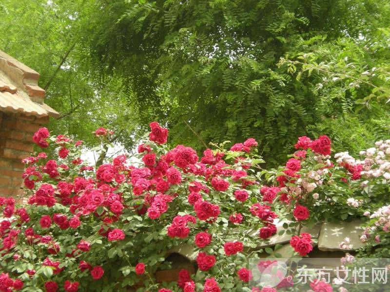 野薔薇花語以及背后的故事 野薔薇的品種介紹