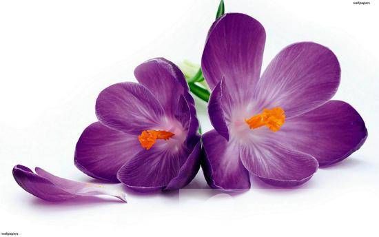 紫羅蘭花語是什么 為什么說紫羅蘭是最神秘的花