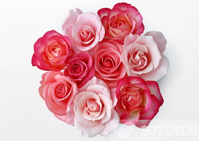 33朵玫瑰代表什么 玫瑰花的花語是什么