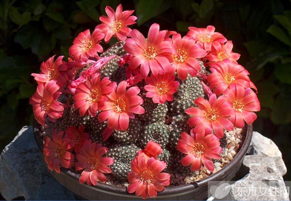 仙人球的花語是什么 養(yǎng)仙人球的風(fēng)水要求你了解嗎