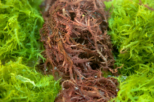 吃海帶能減肥嗎 看看專家都怎么說